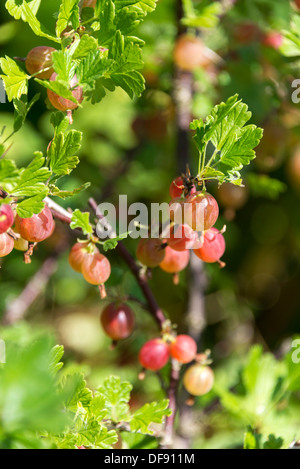 Stachelbeeren 'Hinnomaki rot' (Ribes Uva-Crispa) wächst auf einem Strauch. South Yorkshire, England. Stockfoto