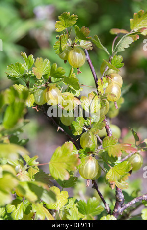 Stachelbeere (Ribes Uva-Crispa) wächst auf einem Strauch. South Yorkshire, England. Stockfoto