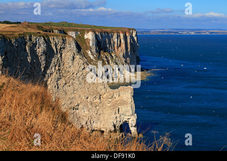 Skala Nab RSPB Naturschutzgebiet, Bempton Cliffs, East Yorkshire, England, UK. Home zu einem Tölpelkolonie. Stockfoto