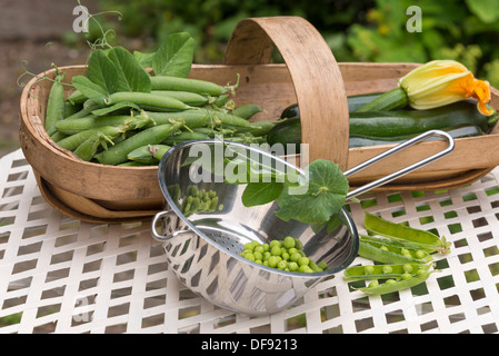 Sommergemüse - frisch gepflückten Erbsen in Hülsen mit Zucchini in eine Sussex Trug. VEREINIGTES KÖNIGREICH. Stockfoto