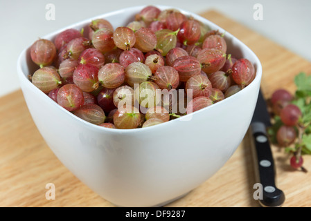 Weiße Schale mit roten Stachelbeeren kochbereit. Stockfoto