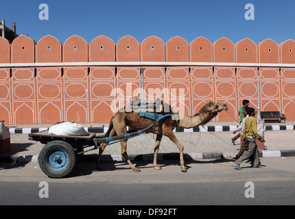 Kamel ziehen einen zwei fahrbare Karren in Jaipur, Rajasthan, Indien, Asien Stockfoto