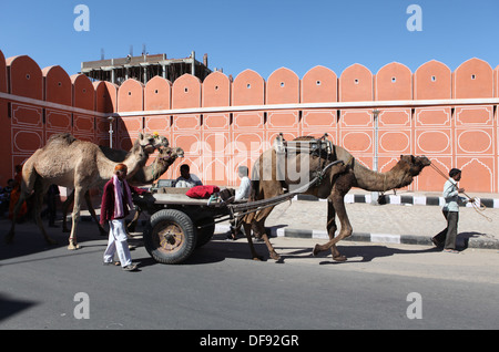 Kamel ziehen einen zwei fahrbare Karren in Jaipur, Rajasthan, Indien, Asien Stockfoto