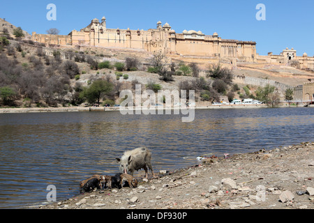 Blick über den See Maotha in Richtung Amber Fort in Jaipur, Rajasthan, Indien. Stockfoto