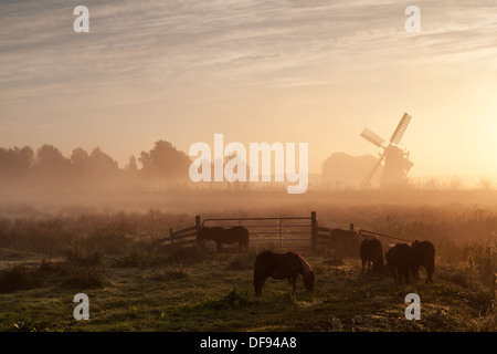 Pony auf der Weide und Windmühle in dichten Sonnenaufgang Nebel, Holland Stockfoto