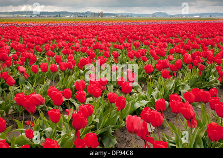 WASHINGTON - kommerziellen Bereich der Tulpen auf RoozenGaarde Lampe Bauernhof im Skagit Valley in der Nähe von Mount Vernon. Stockfoto