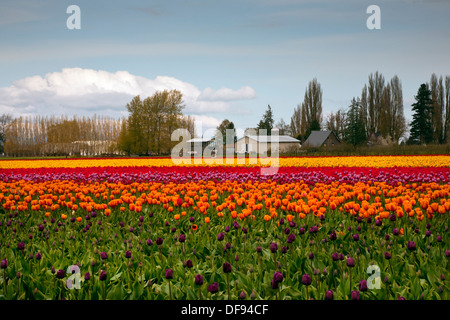 WASHINGTON - kommerziellen Bereich der Tulpen auf RoozenGaarde Lampe Bauernhof im Skagit Valley in der Nähe von Mount Vernon. Stockfoto