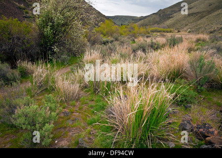 WASHINGTON - Trail Umtanum Canyon im Erholungsgebiet L.T. Murray Tier-und Pflanzenwelt. Stockfoto