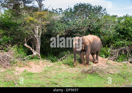 Wilde Elefanten in Yala Nationalpark in Sri Lanka Stockfoto