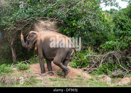 Wilde Elefanten in Yala Nationalpark in Sri Lanka Stockfoto