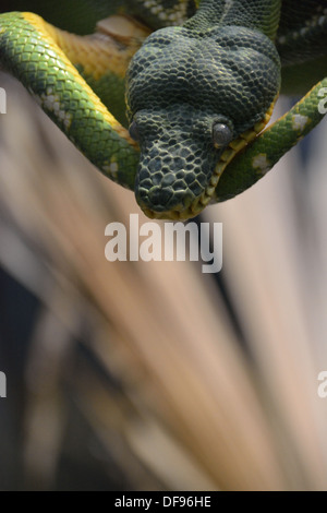 Smaragd Tree Boa (Corallus Caninus) suchen herrliche im Reptilienhaus im ZSL London Zoo. Stockfoto
