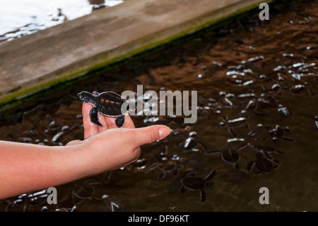 Frisch geschlüpften Baby-Schildkröte in Menschenhand. Stockfoto