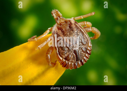 CAYENNE-TICK Stockfoto