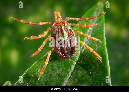 AMBLYOMMA ARONSTAB Stockfoto