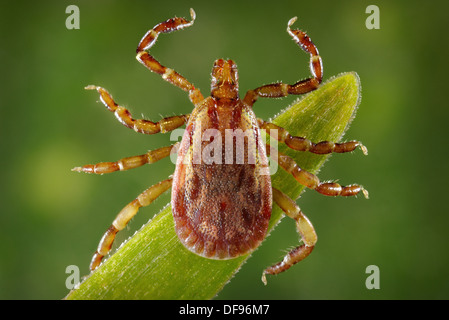 AMBLYOMMA AUREOLATUM Stockfoto