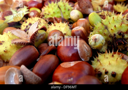 Nahaufnahme von Kastanien, Eicheln, Bucheckern und Cobnuts in Herbstfarben Stockfoto