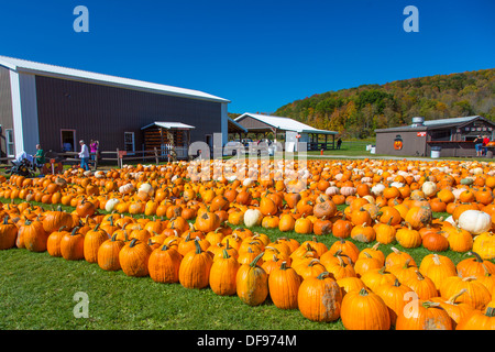 Kürbisse auf Pumpkinville im großen Tal im westlichen New York State Stockfoto