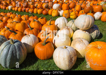 Kürbisse auf Pumpkinville im großen Tal im westlichen New York State Stockfoto