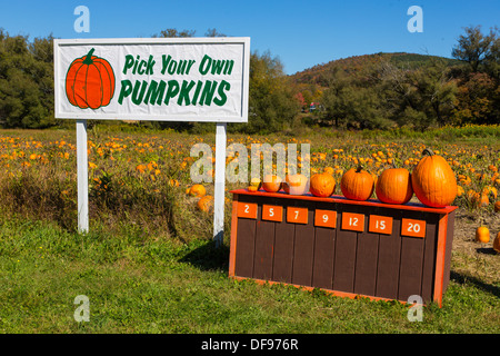 Kürbisse auf Pumpkinville im großen Tal im westlichen New York State Stockfoto