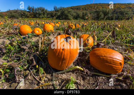 Kürbisse auf Pumpkinville im großen Tal im westlichen New York State Stockfoto