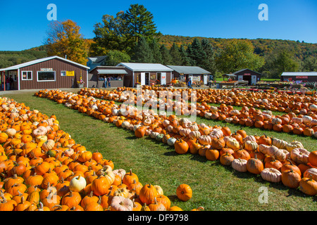 Kürbisse auf Pumpkinville im großen Tal im westlichen New York State Stockfoto