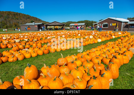 Kürbisse auf Pumpkinville im großen Tal im westlichen New York State Stockfoto