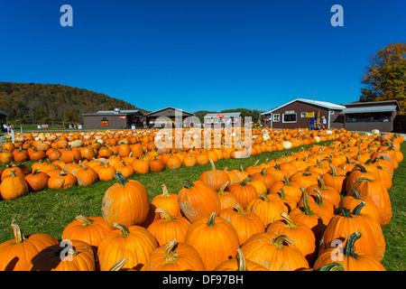 Kürbisse auf Pumpkinville im großen Tal im westlichen New York State Stockfoto