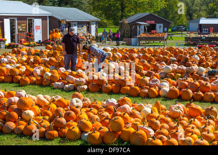 Paar Kommissionierung, Kürbisse am Pumpkinville in Great Valley in Western New York State Stockfoto