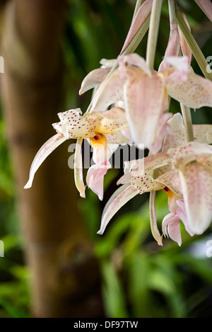 Exotischen und bunten Orchideen. Stockfoto