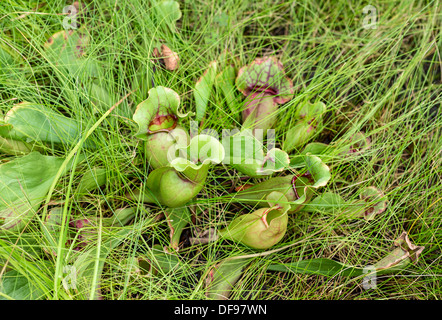 Sarracenia Purpurea, allgemein bekannt als das lila Kannenpflanze ist ein Fleischfresser. Stockfoto