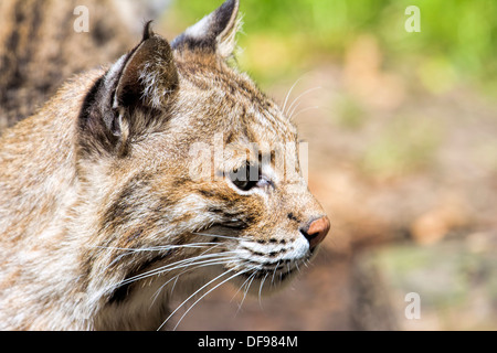 Rotluchs Lynx Rufus Wild Cat Seite Profil Portrait Closeup Stockfoto