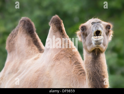Baktrischen Kamel, Assiniboine Park Zoo, Winnipeg, Manitoba, Kanada Stockfoto