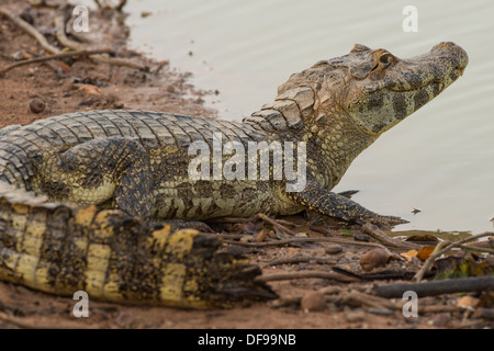 Stock Foto von ein brillentragende Kaiman Ruhe am Ufer des Flusses, Pantanal, Brasilien. Stockfoto