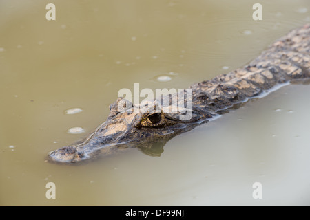 Stock Foto von ein brillentragende Kaiman ruht im Wasser, Pantanal, Brasilien. Stockfoto