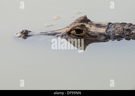 Stock Foto von ein brillentragende Kaiman ruht im Wasser, Pantanal, Brasilien. Stockfoto