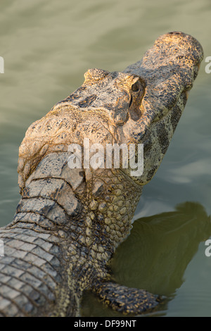 Stock Foto von ein brillentragende Kaiman ruht im Wasser, Pantanal, Brasilien. Stockfoto