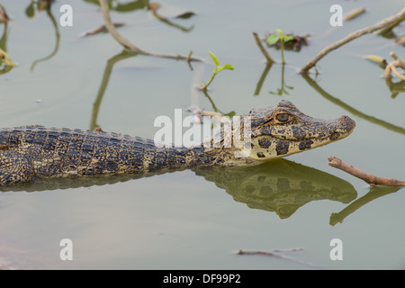 Stock Foto von ein brillentragende Kaiman ruht im Wasser, Pantanal, Brasilien. Stockfoto