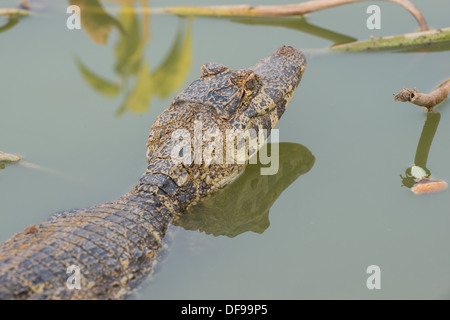 Stock Foto von ein brillentragende Kaiman ruht im Wasser, Pantanal, Brasilien. Stockfoto