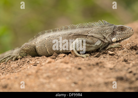 Stock Foto von einem grünen Leguan stellte an einem Strand im Pantanal. Stockfoto