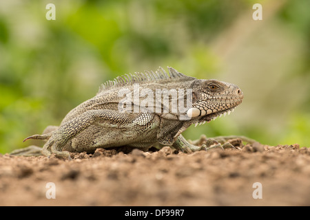 Stock Foto von einem grünen Leguan stellte an einem Strand im Pantanal. Stockfoto