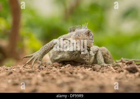 Stock Foto von einem grünen Leguan stellte an einem Strand im Pantanal. Stockfoto