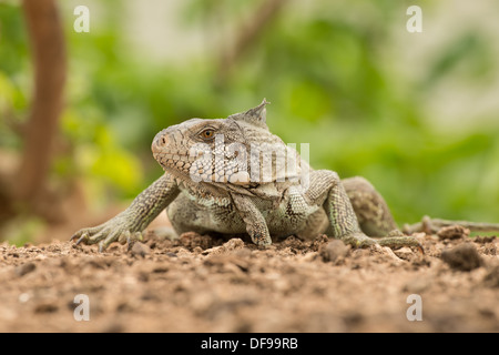Stock Foto von einem grünen Leguan stellte an einem Strand im Pantanal. Stockfoto