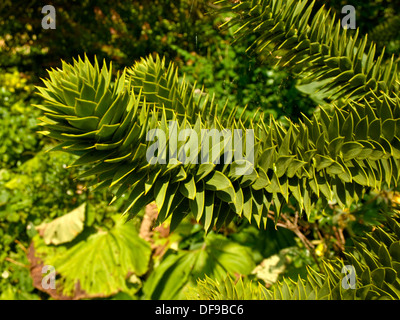 Zweig der Monkey Puzzle Tree (Araucaria Araucana). Stockfoto