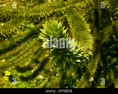 Zweig der Monkey Puzzle Tree (Araucaria Araucana). Stockfoto