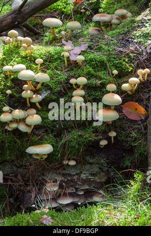 Schwefel Tufts, Grünblättriger fasciculare Stockfoto