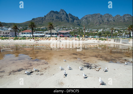 Möwen am Strand von Camps Bay, zwölf Apostel Berge im Hintergrund, Cape Town, Südafrika Stockfoto