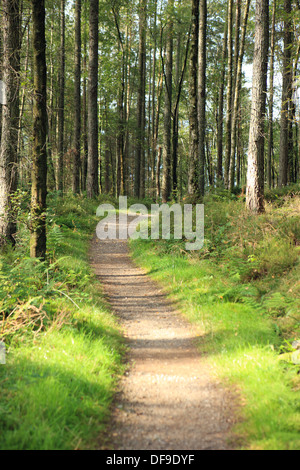 Gewundenen Weg durch ein Waldstück auf der Sallochy in Rowardennan Teil des West Highland Way in Schottland Stockfoto