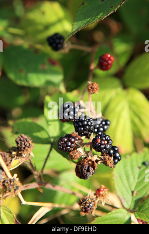 Brombeeren wachsen wild in Schottland Stockfoto