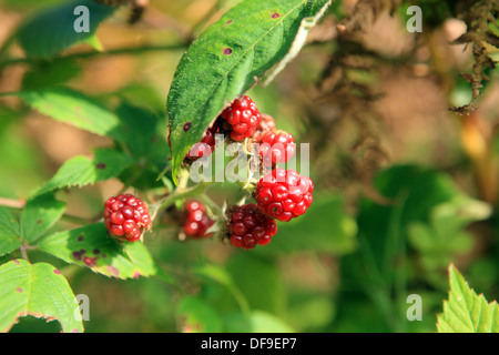 Brombeeren wachsen wild in Schottland Stockfoto