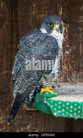 Der Wanderfalke (Falco Peregrinus) auf Barsch. Ganzkörper von Gefangenen Vogel. Stockfoto